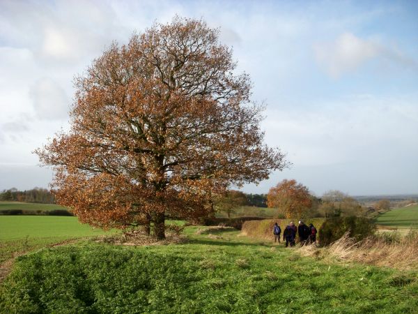 Tree near Tuxford